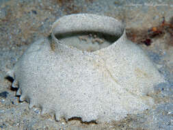 Image of colorful Atlantic moonsnail