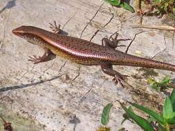 Image of Common Sun Skink