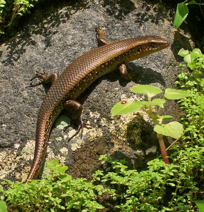 Image of Common Sun Skink