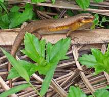 Image of Common Sun Skink