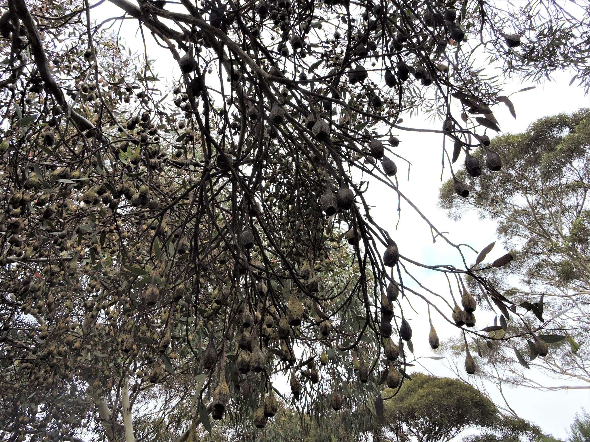 Image of Gooseberry Mallee