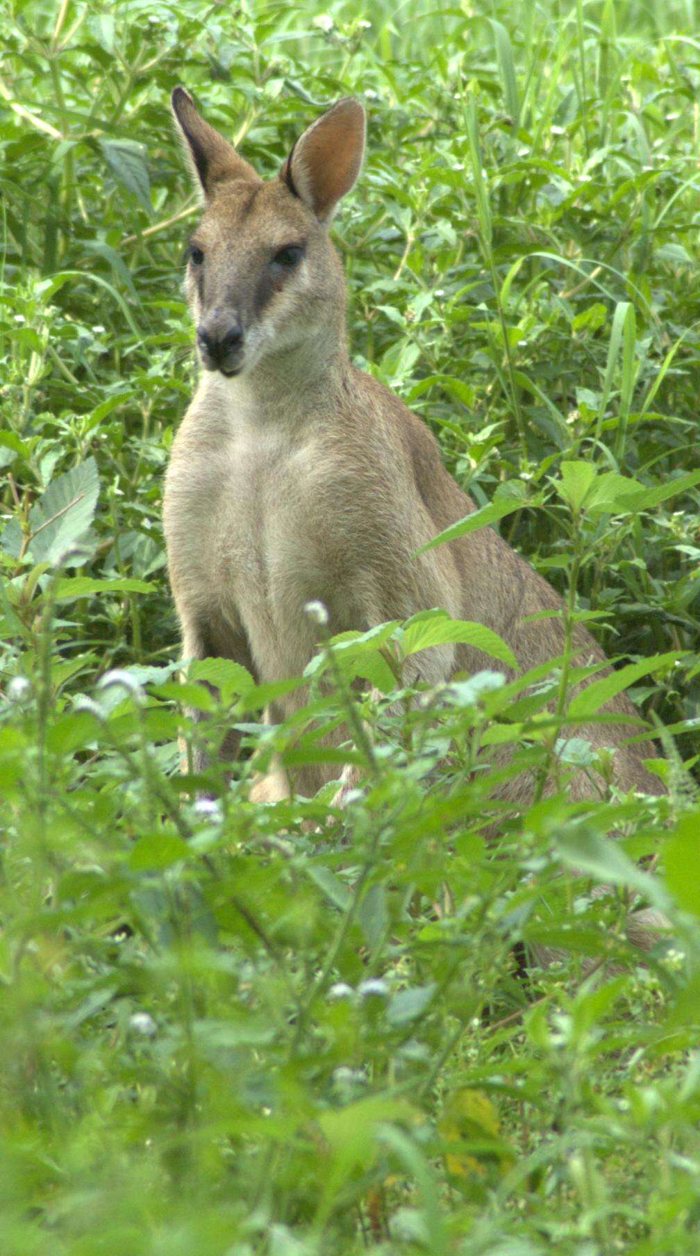 Image of Agile Wallaby