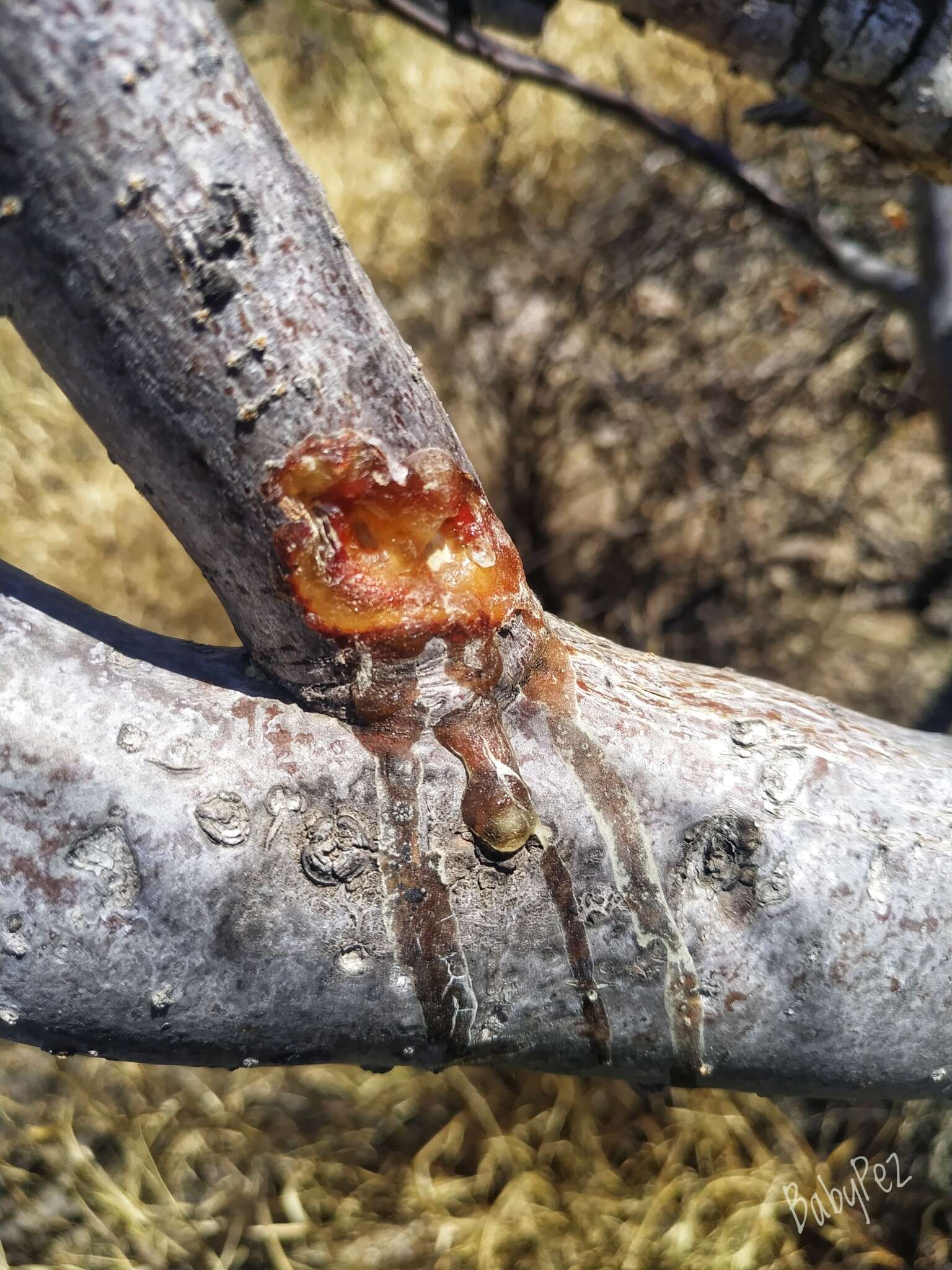 Image of Bursera laxiflora S. Wats.