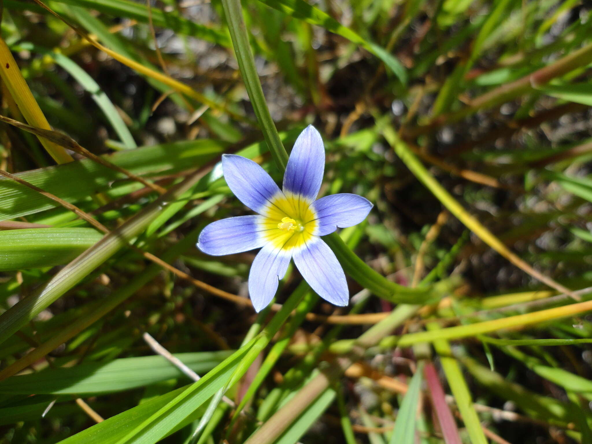 Romulea tabularis Eckl. ex Bég.的圖片