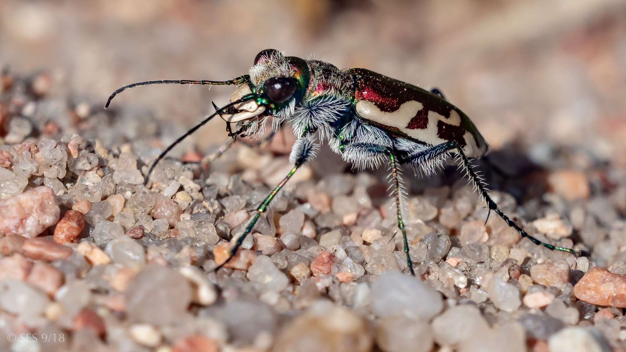 Image of Cicindela (Cicindela) lengi lengi W. Horn 1908