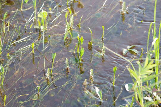 Ranunculus pallasii Schltdl.的圖片