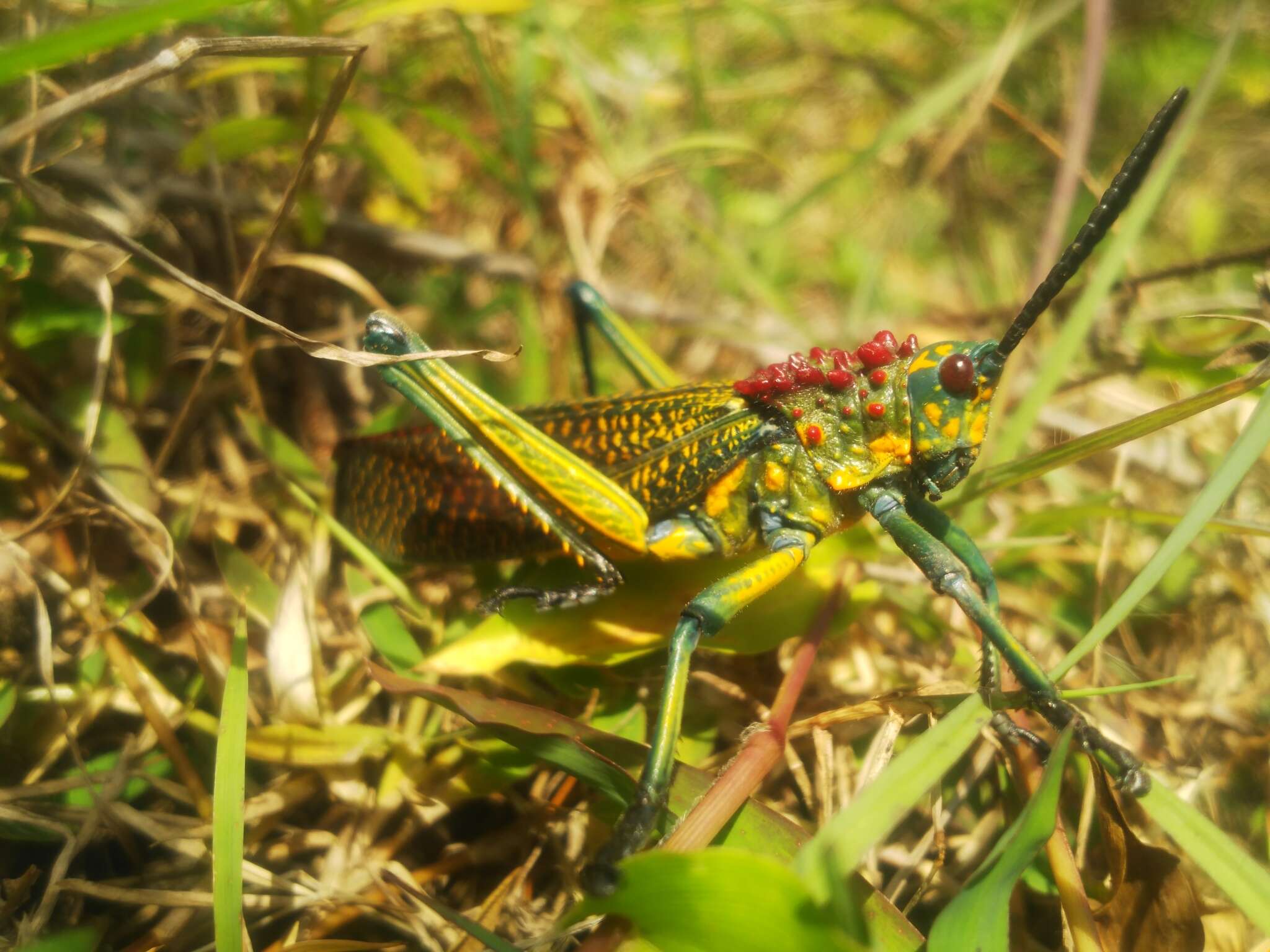 Plancia ëd Phymateus (Phymateus) saxosus Coquerel 1861