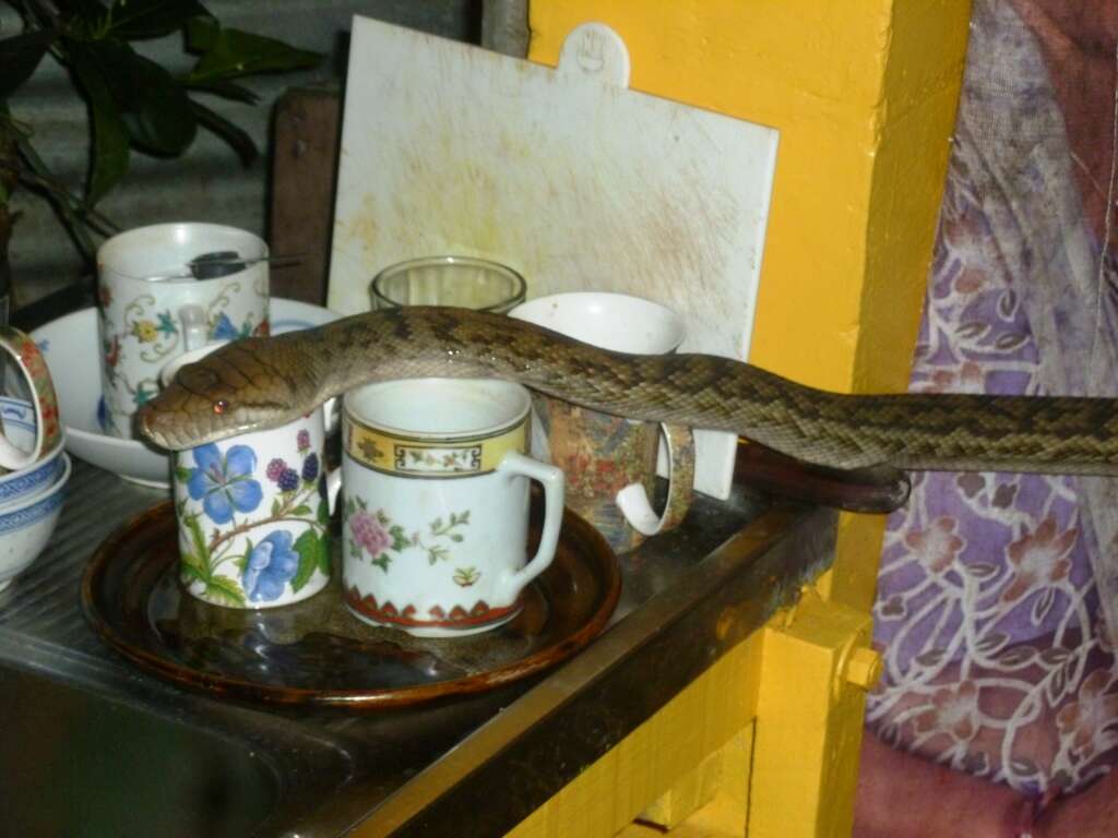 Image of Amethystine or scrub python