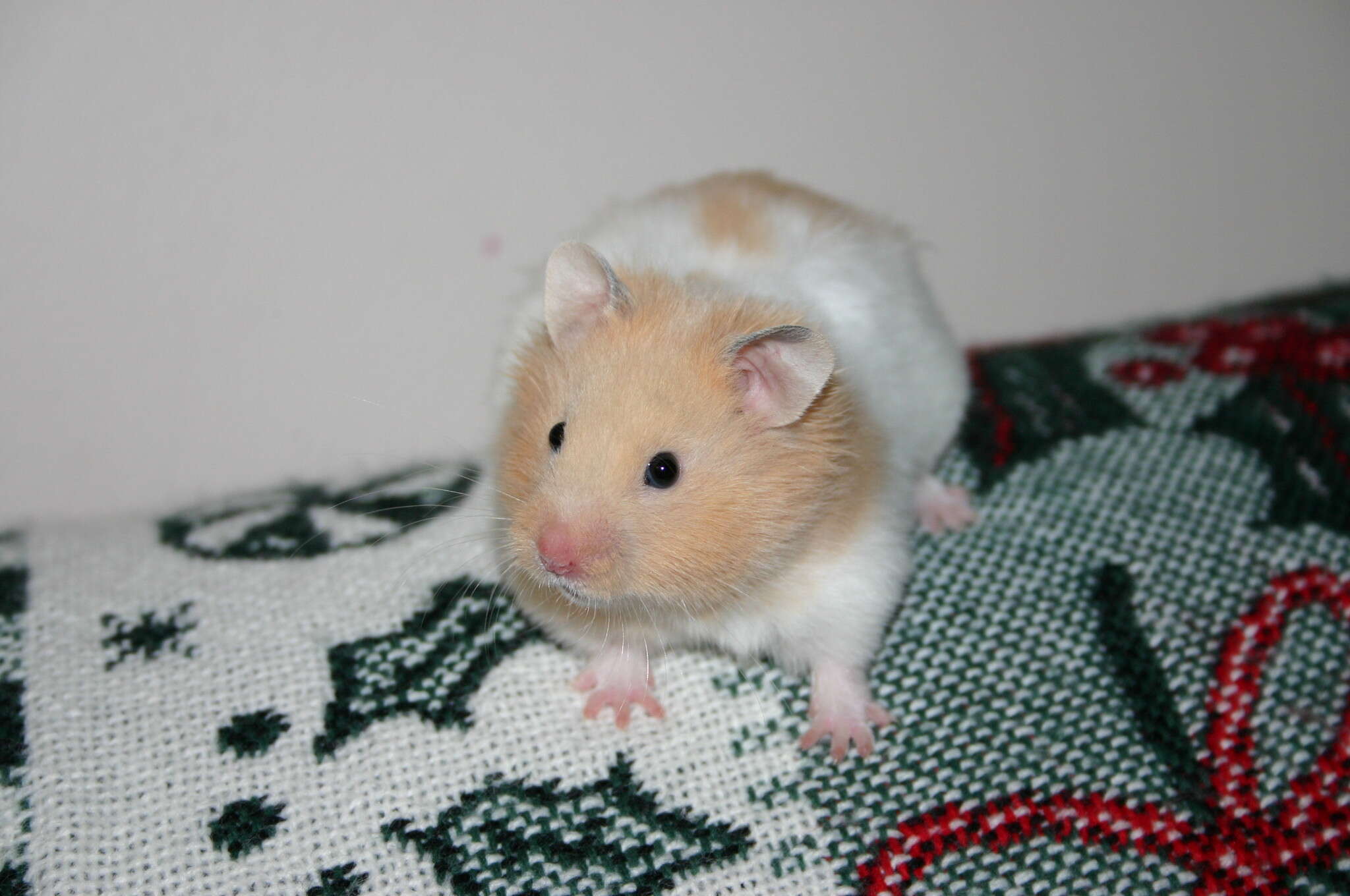 Image of hamsters