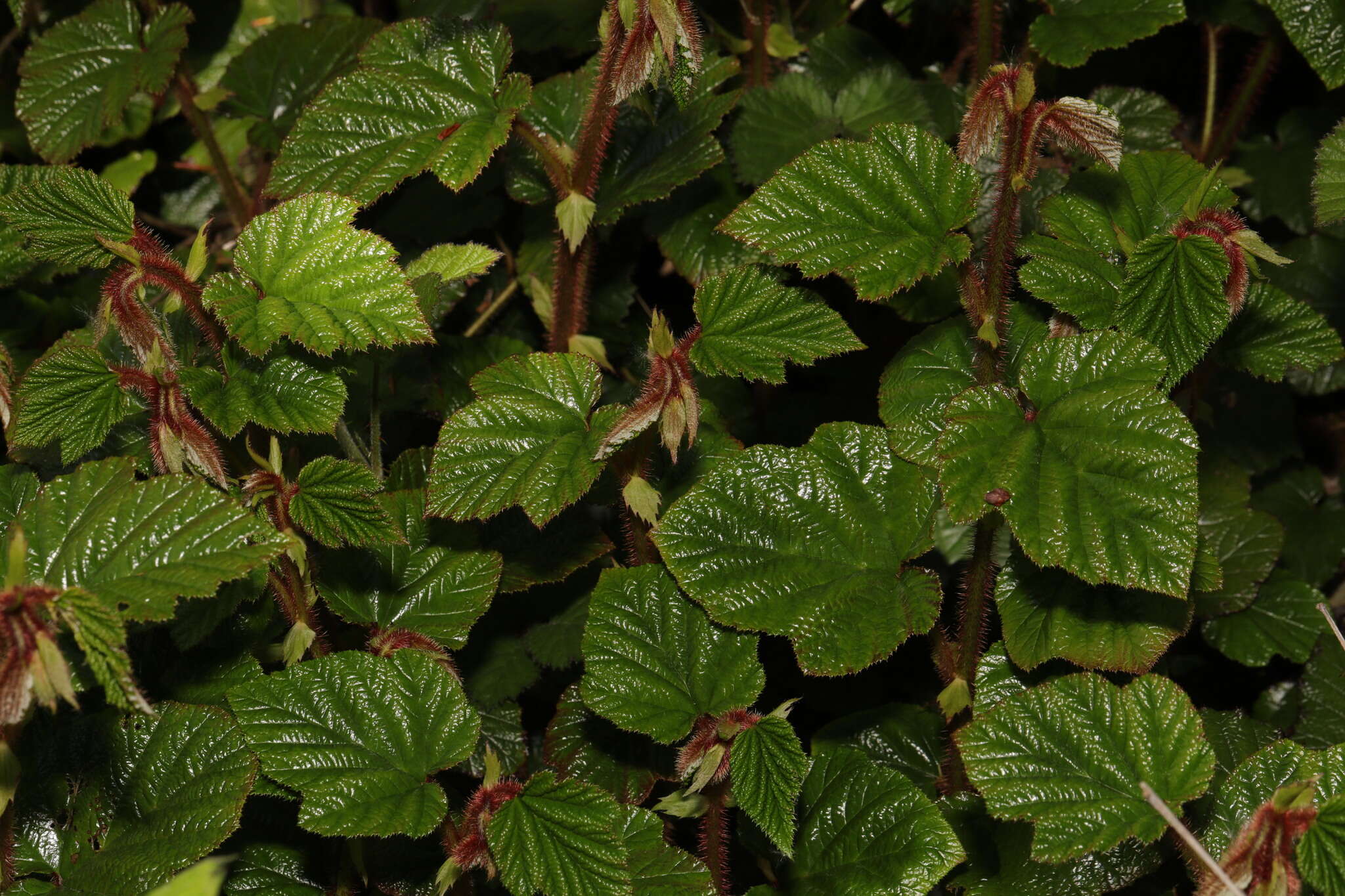 Image of Creeping Bramble