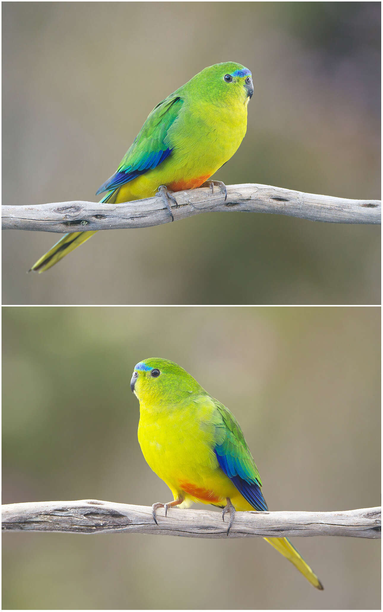 Image of Orange-bellied Parakeet