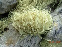 Image of Ramalina terebrata Hook. fil. & Taylor