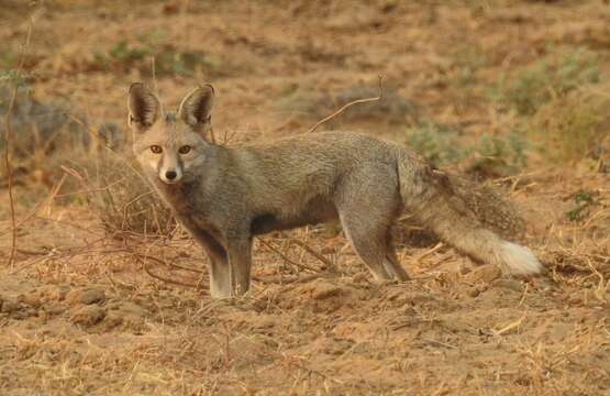 Image of white-footed fox