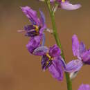 Image of Dichopogon strictus (R. Br.) Baker