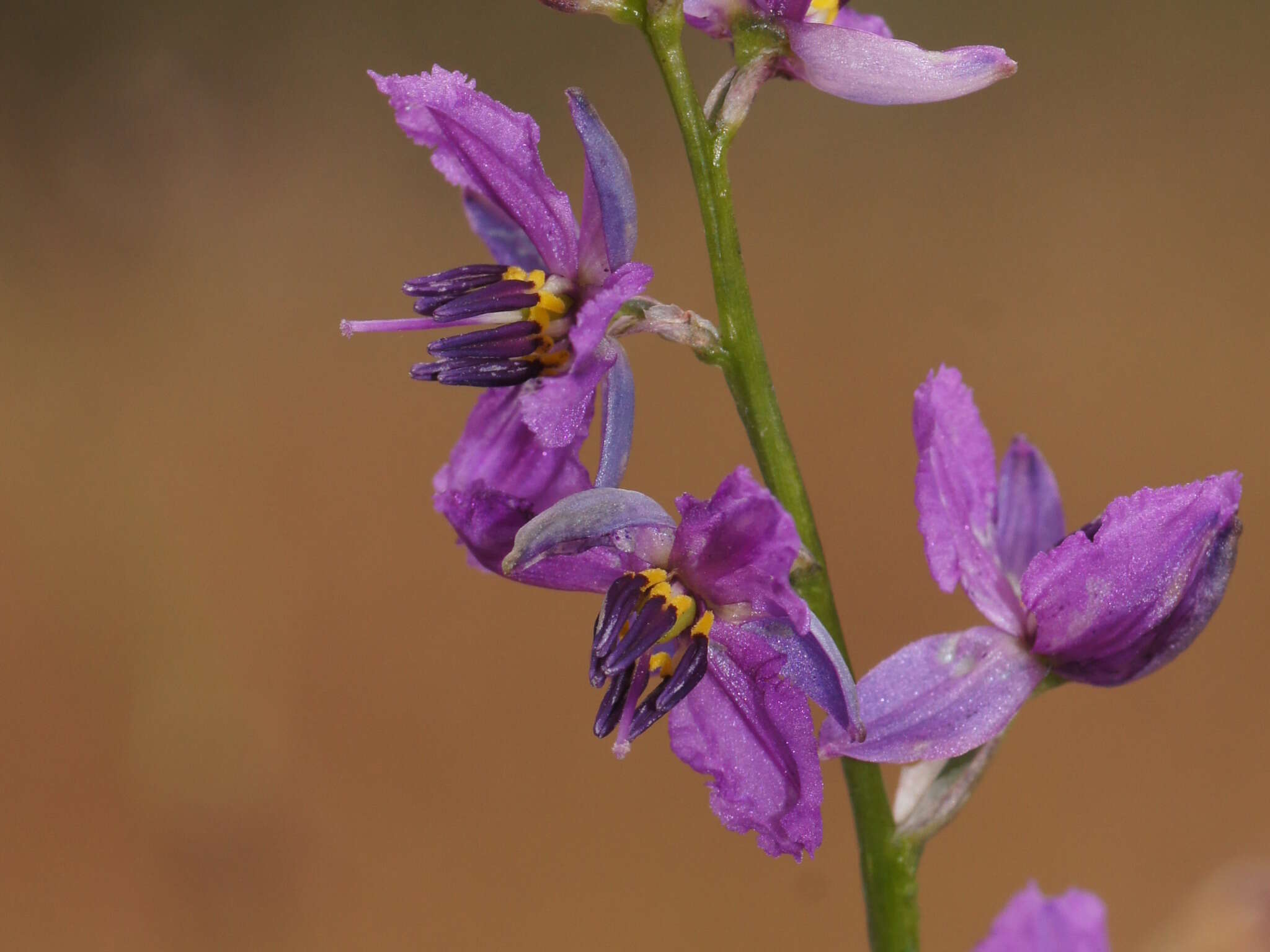 Image of Dichopogon