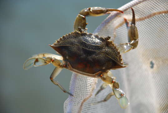 Imagem de Callinectes sapidus Rathbun 1896