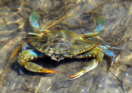 Image of blue crab