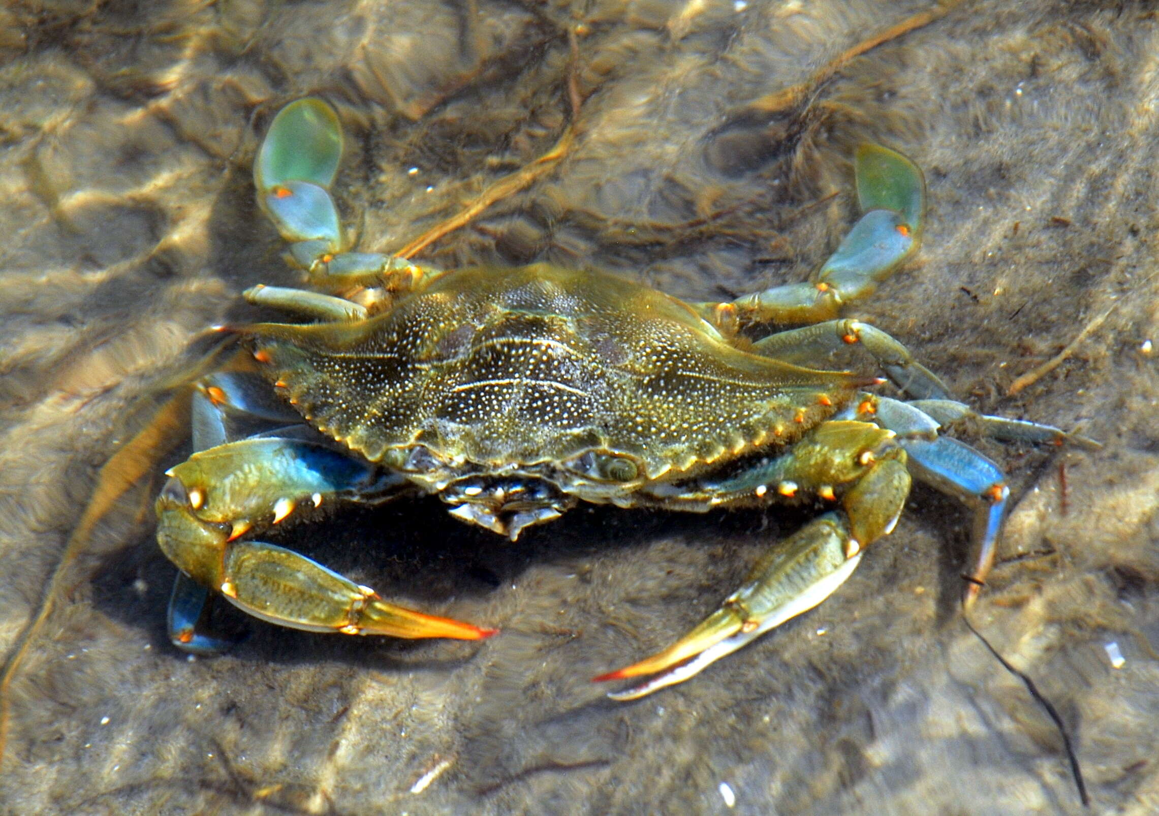 Imagem de Callinectes sapidus Rathbun 1896