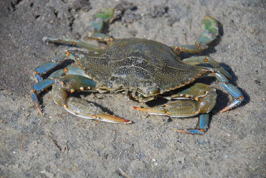 Image of blue crab