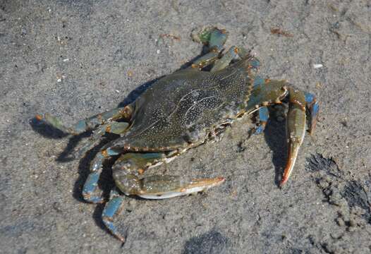 Image of blue crab