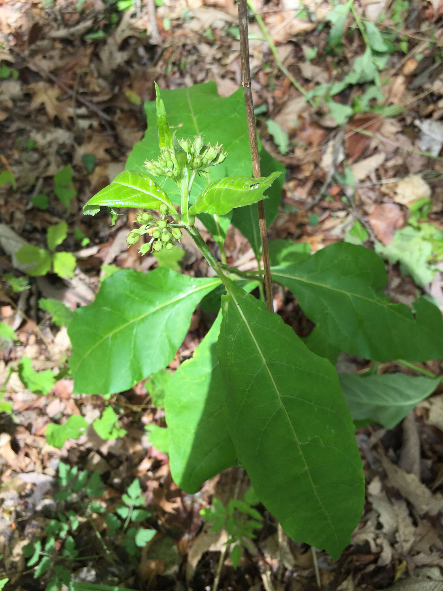 Sivun Asclepias quadrifolia Jacq. kuva