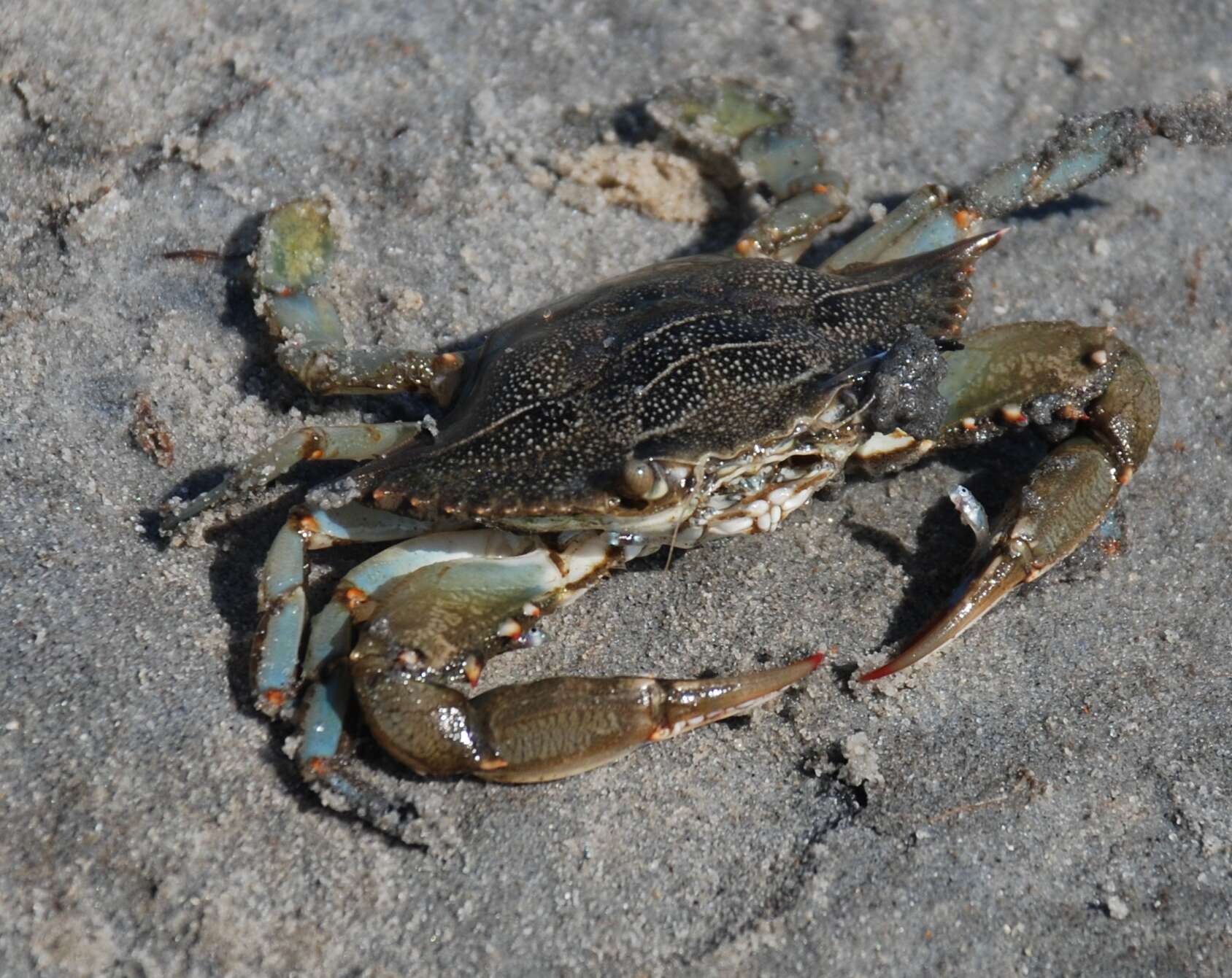 Image of blue crab