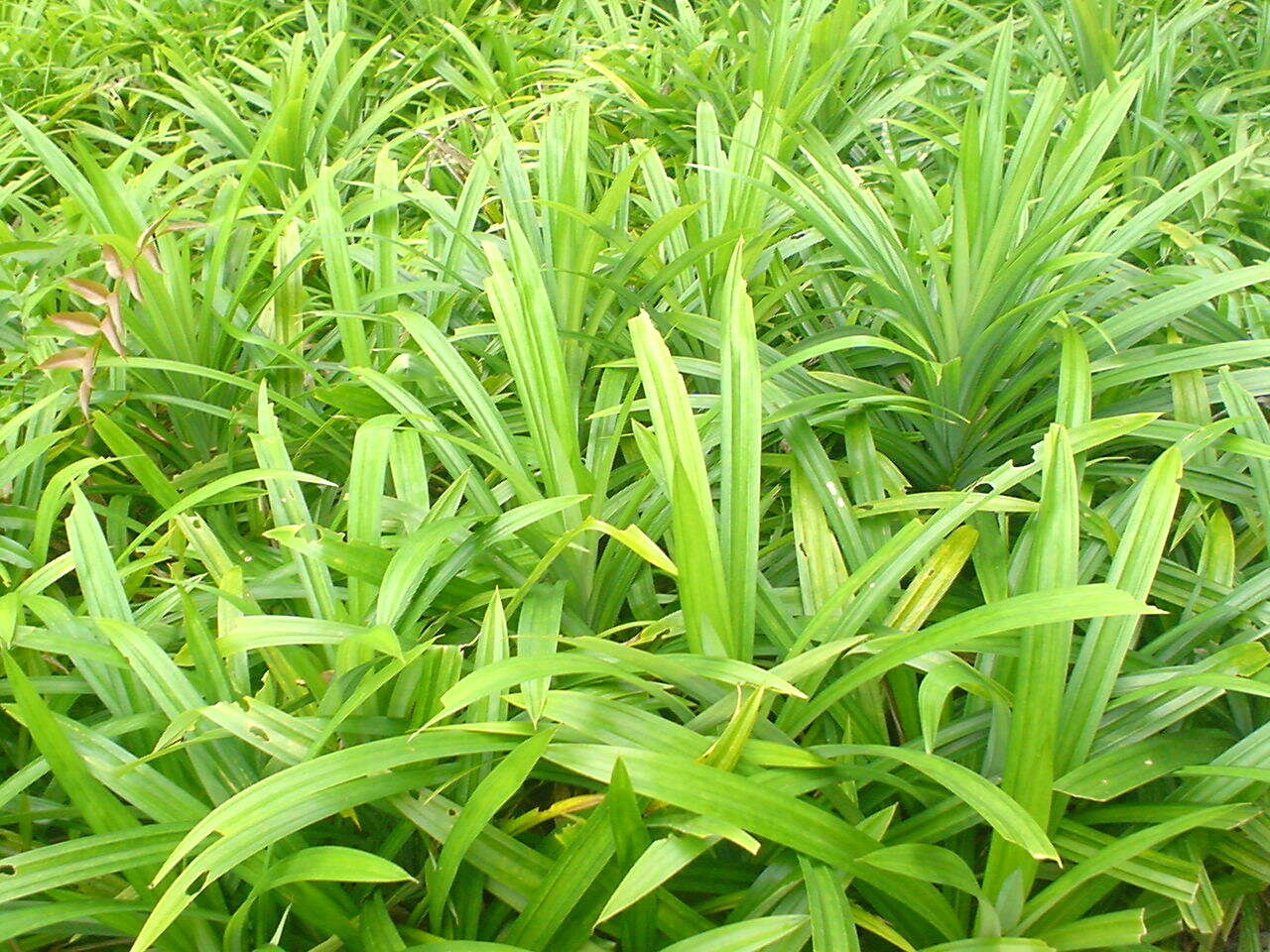 Image of Pandan