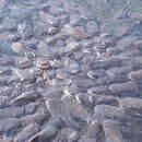 Image of Lake Argyle catfish