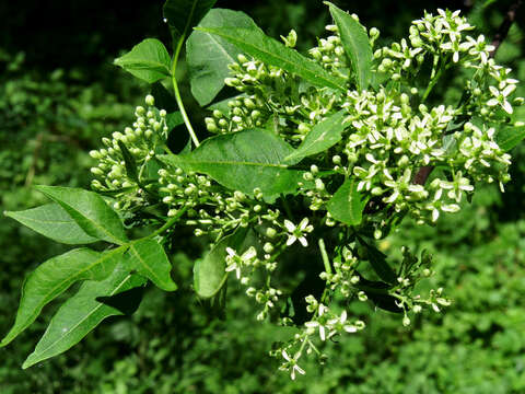 Image of common hoptree