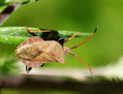 Image of Coreus