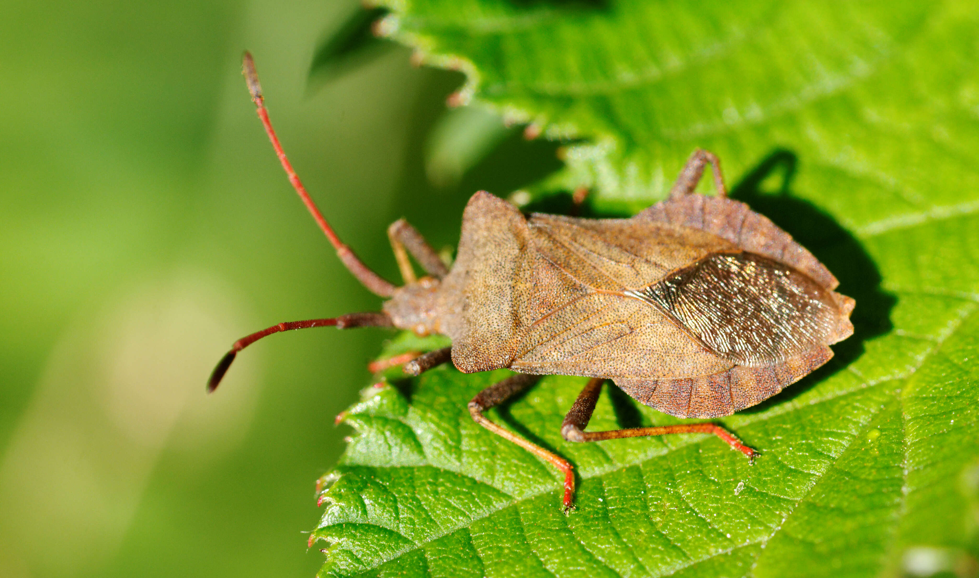 Image of Coreus