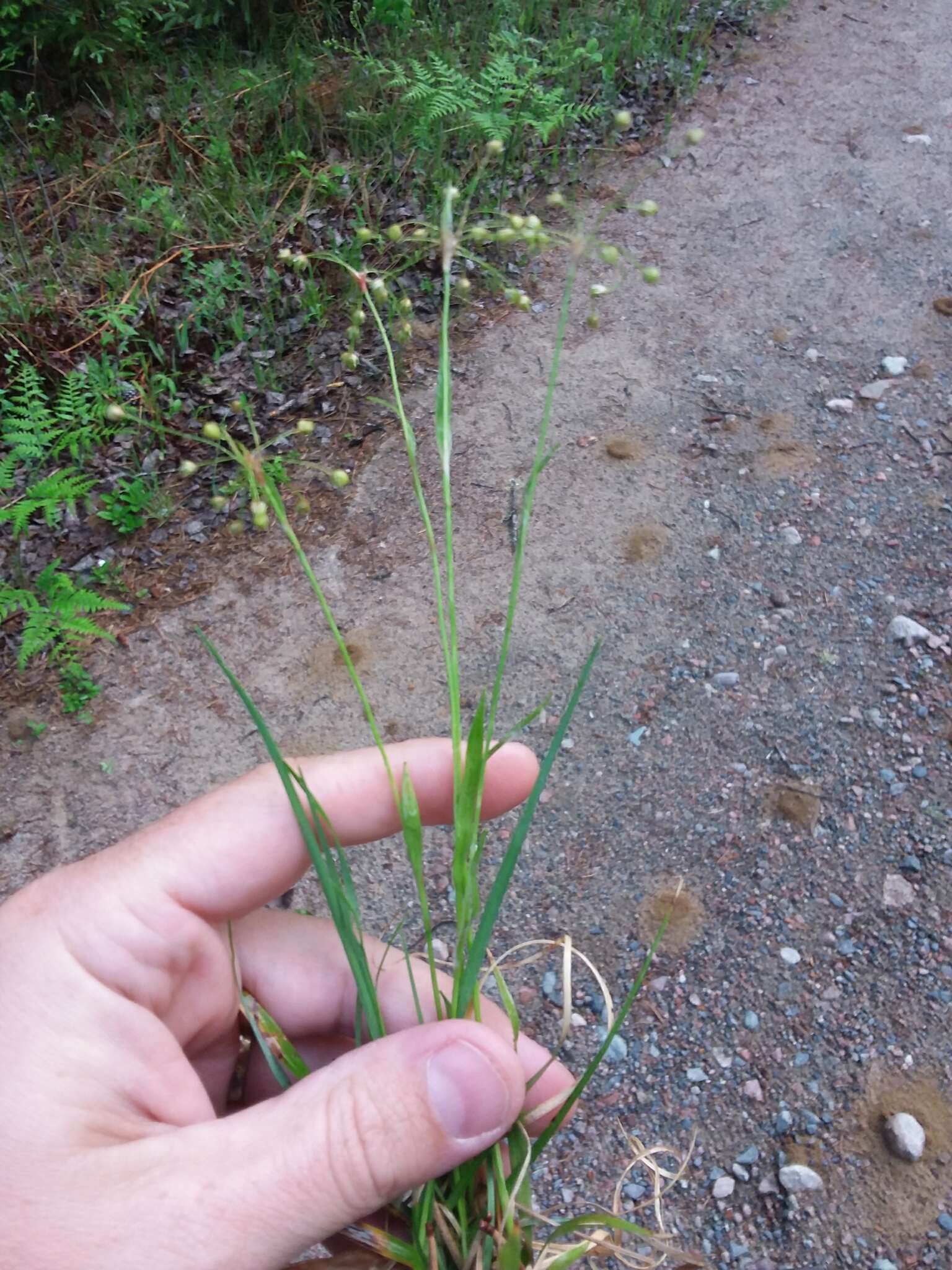 Image of hairy woodrush