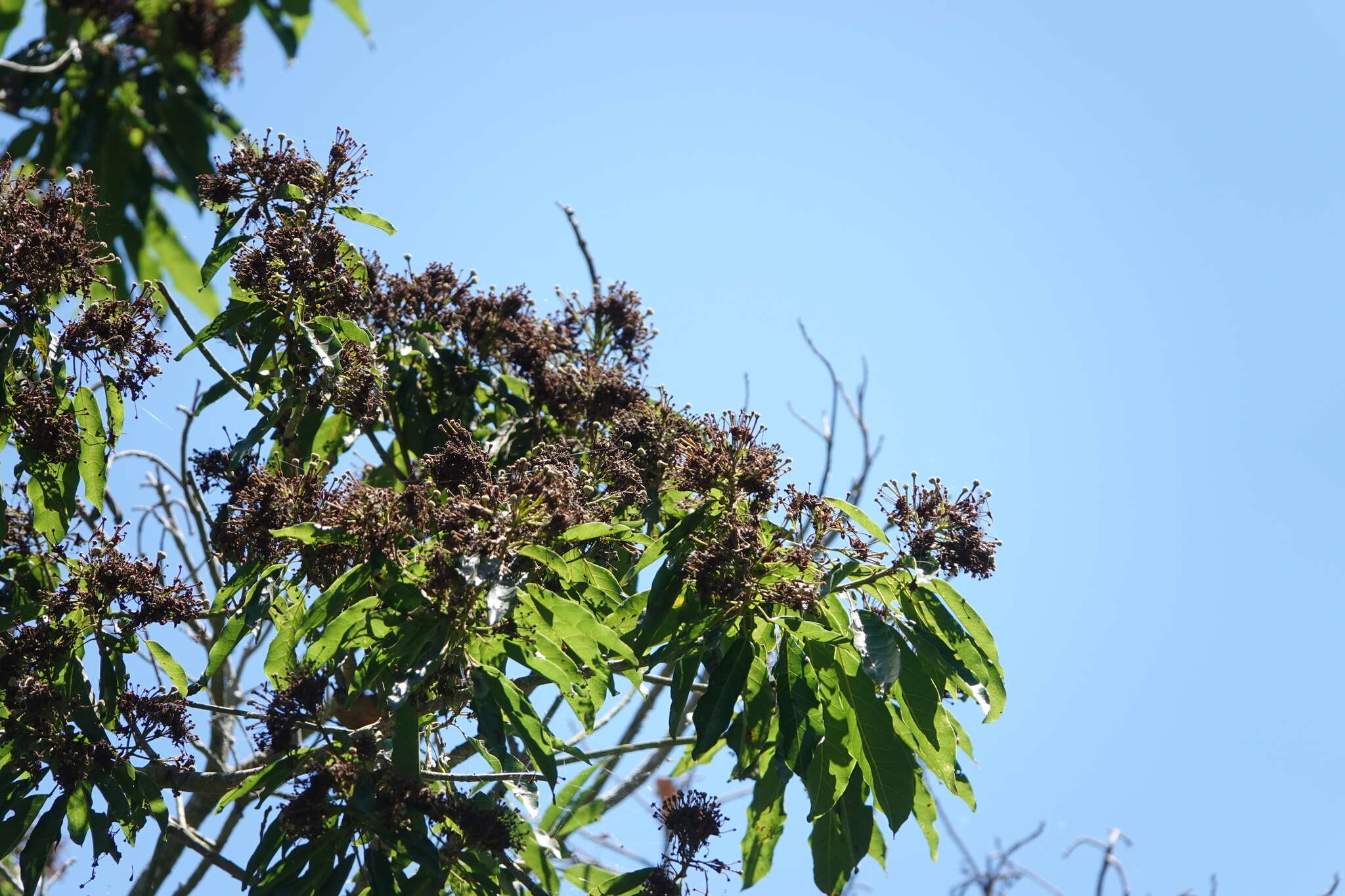 Imagem de Reevesia formosana Sprague