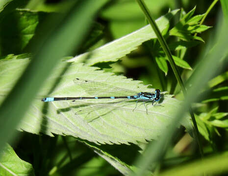 Coenagrion pulchellum (Vander Linden 1825) resmi