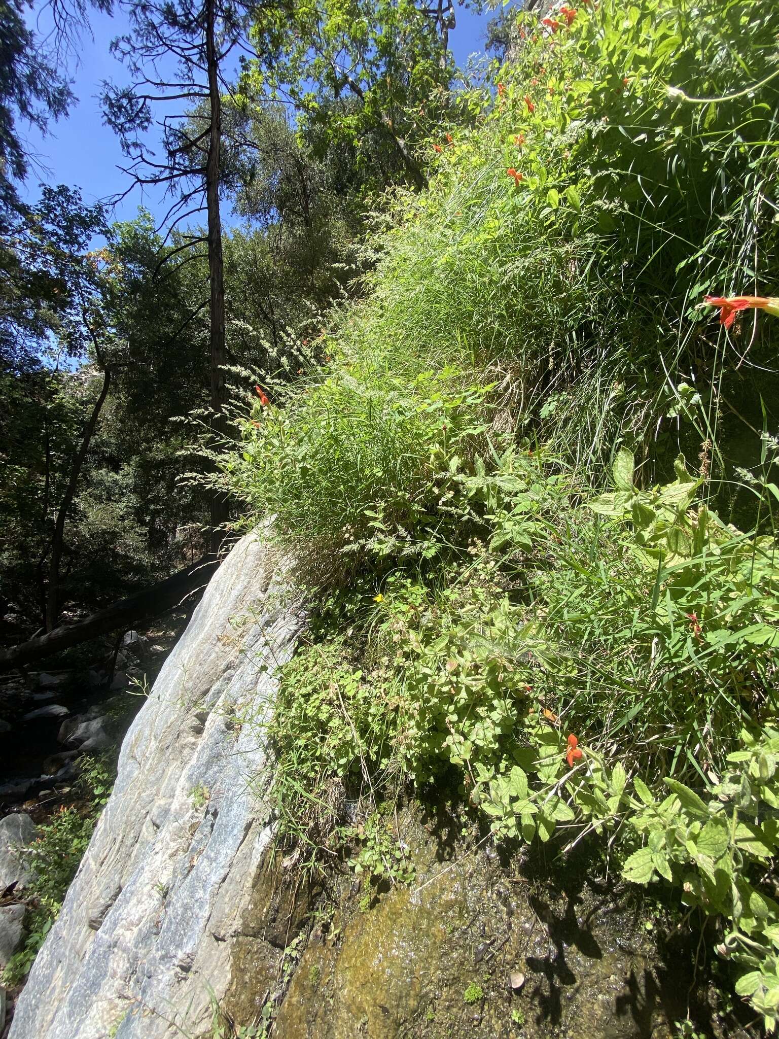 Muhlenbergia californica Vasey resmi