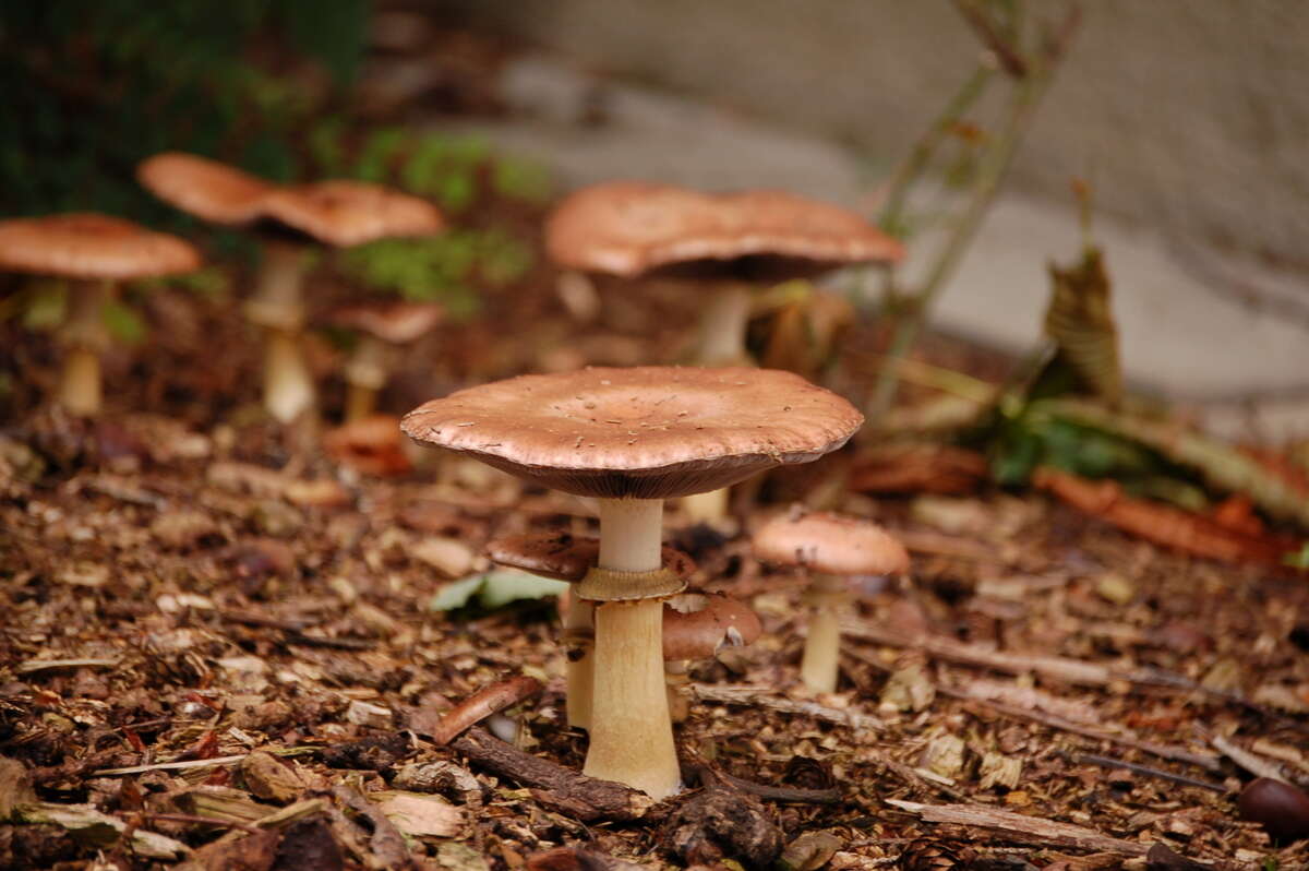 Image of Burgundy mushroom