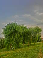 Image of Peking Willow