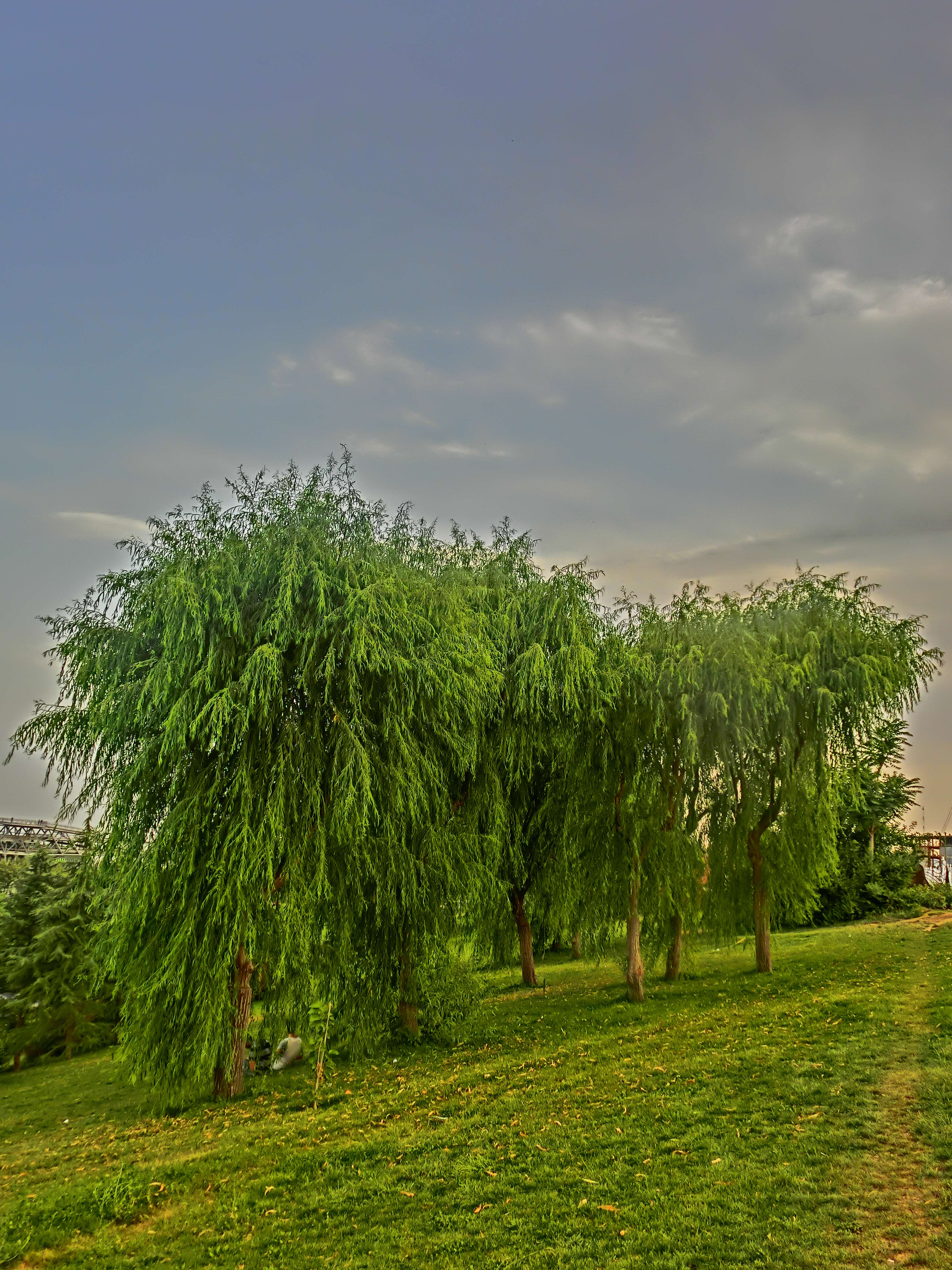 Plancia ëd Salix babylonica L.