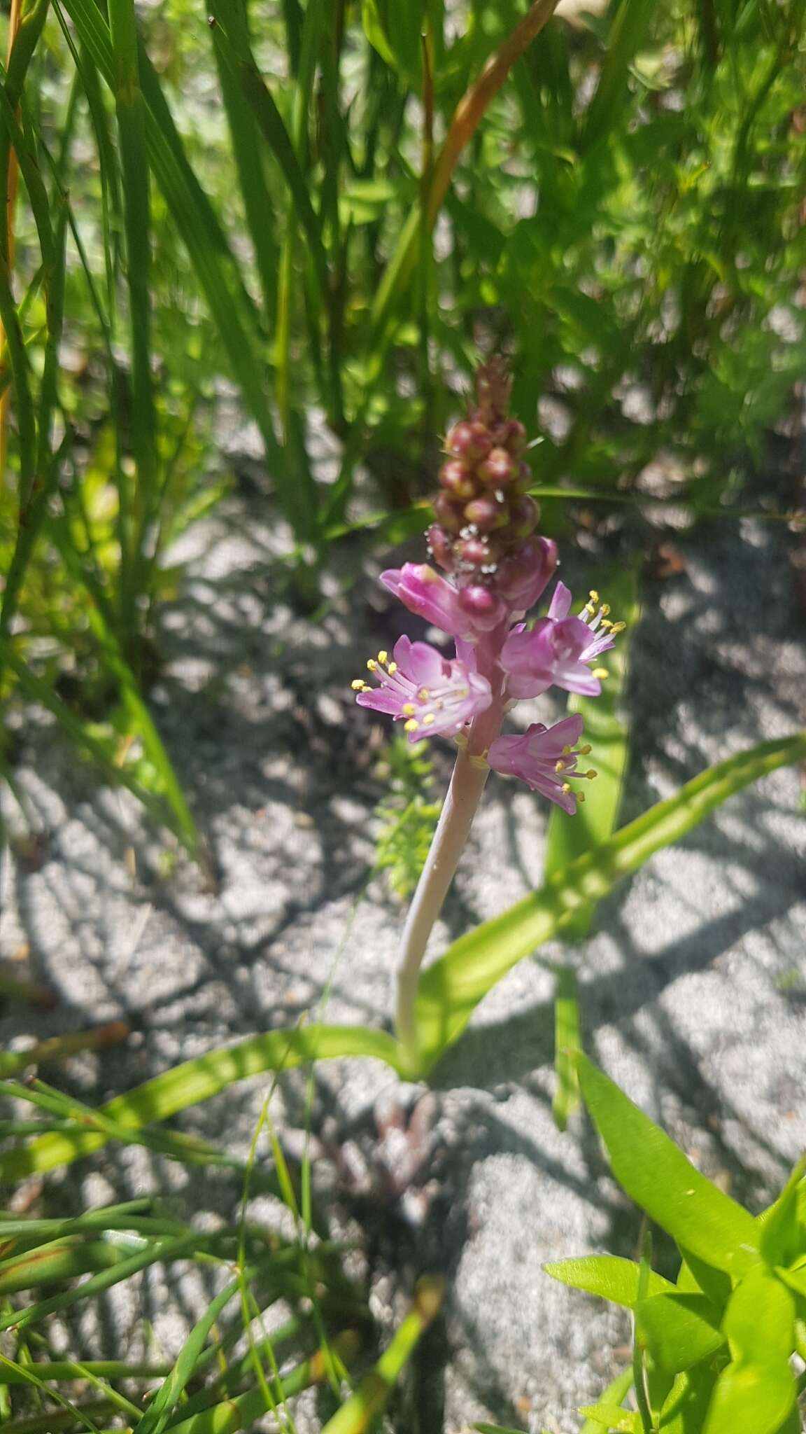 Image of Lachenalia salteri W. F. Barker