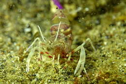 Image of shrimp retainer