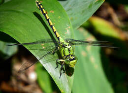 Image of Green Gomphid