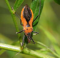 Image of Gminatus australis (Erichson 1842)