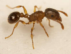 صورة Tetramorium frigidum Arnold 1926