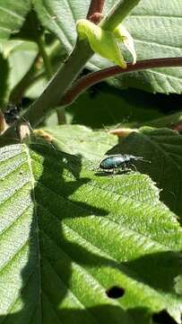 Phyllobius (Phyllobius) betulinus Bechstein & Scharfenberg 1805 resmi