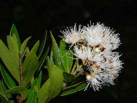 Syzygium pondoense Engl. resmi