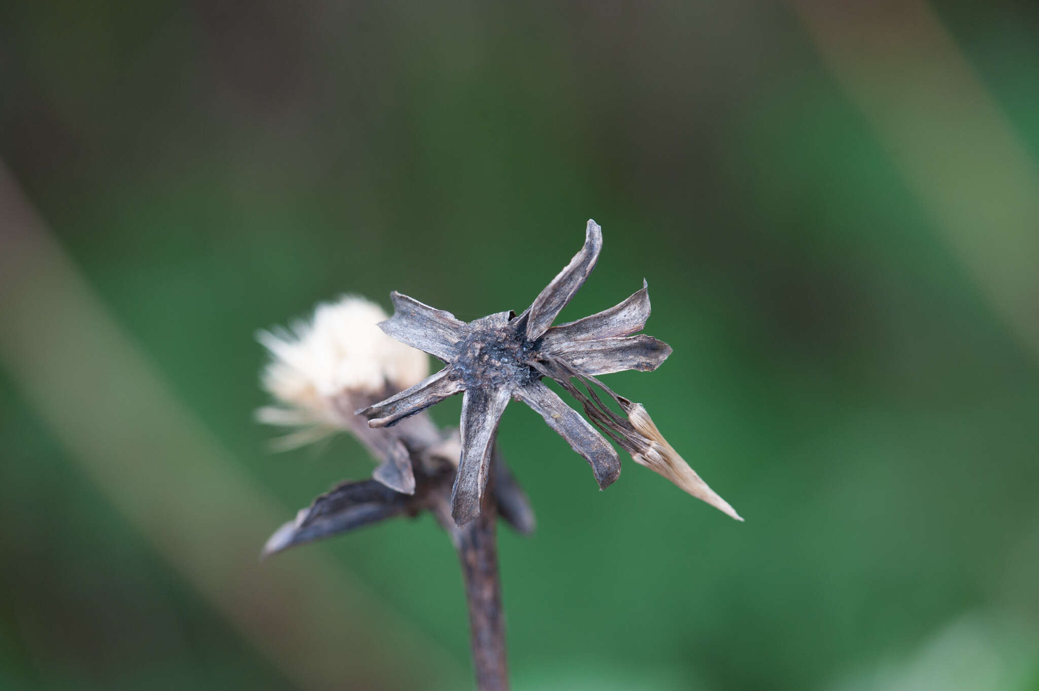 Imagem de Ligularia japonica (Thunb.) Less.