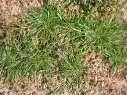 Image of common Mediterranean grass