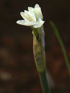 Image of paperwhite narcissus