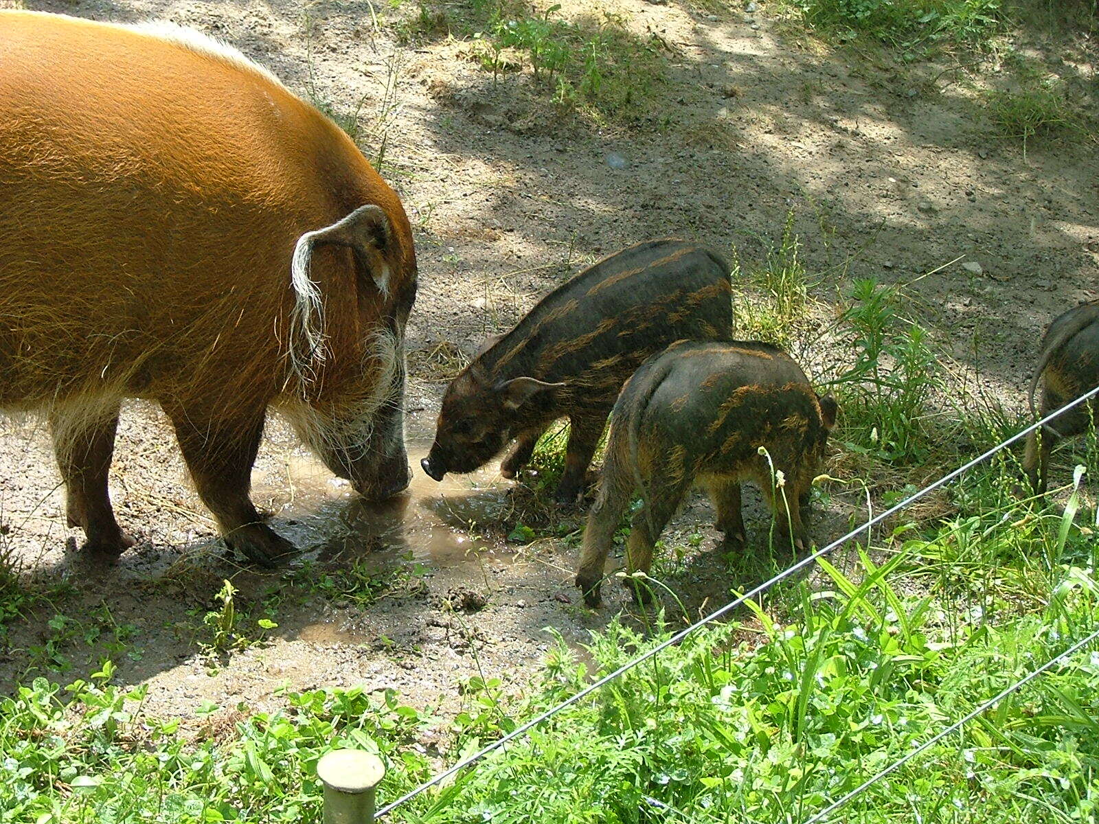 Image of African Bush Pig