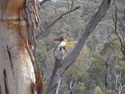 Image of Eastern Rosella